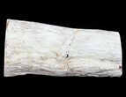 Polished Petrified Wood Limb - Madagascar #54591-2